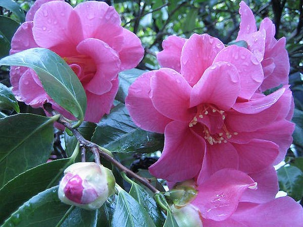 Early Flowering Rhododendron