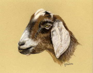 Eliza's Goat