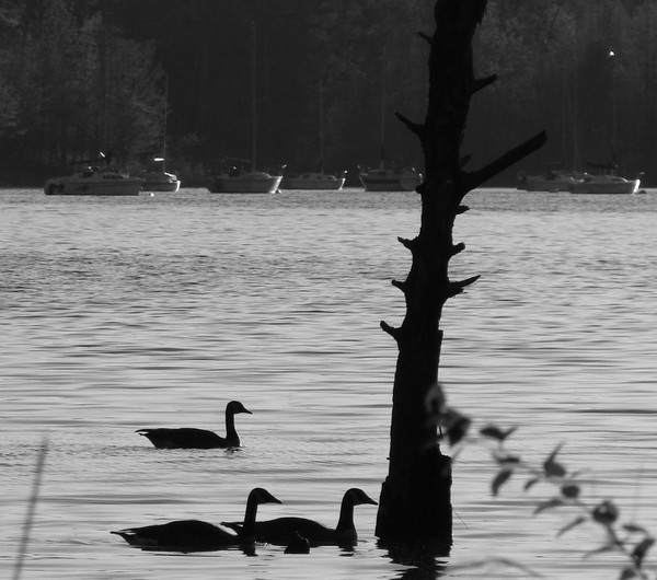 Geese B&W