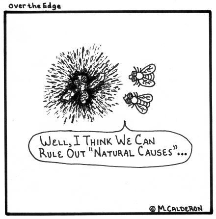 Flies