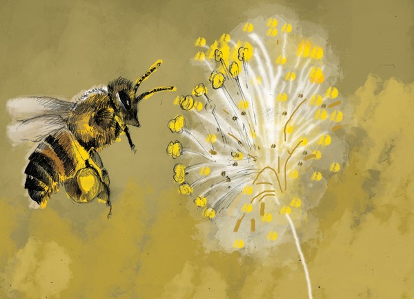bees