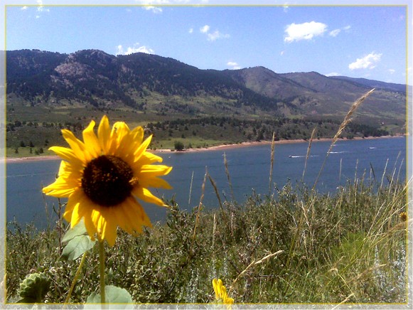 Lovely Sunflower ..