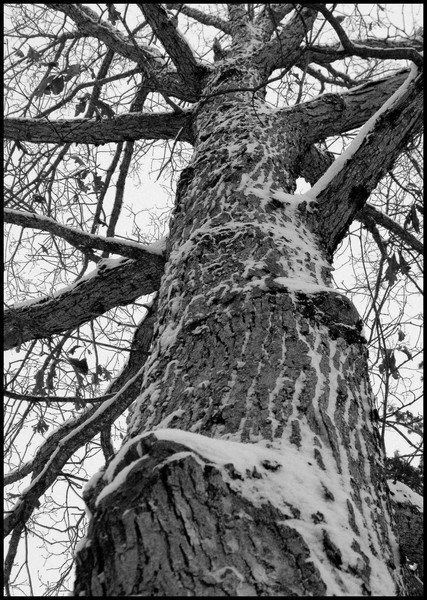 Winter Tree