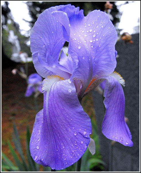 Bloom In Color