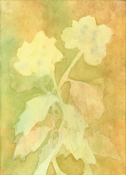 Flora 1