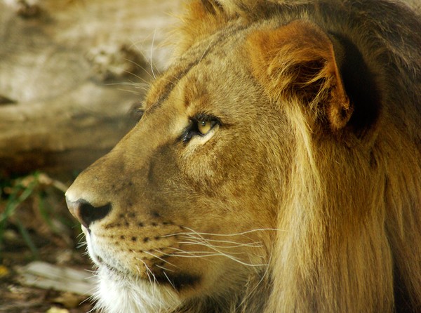 THE KING