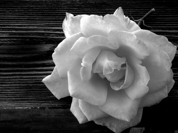 Rose and Wood