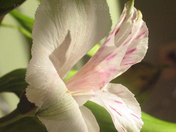white shadow