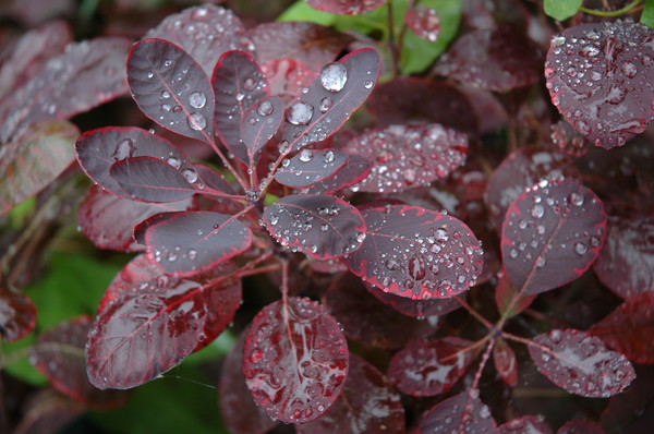 cotinus and rain