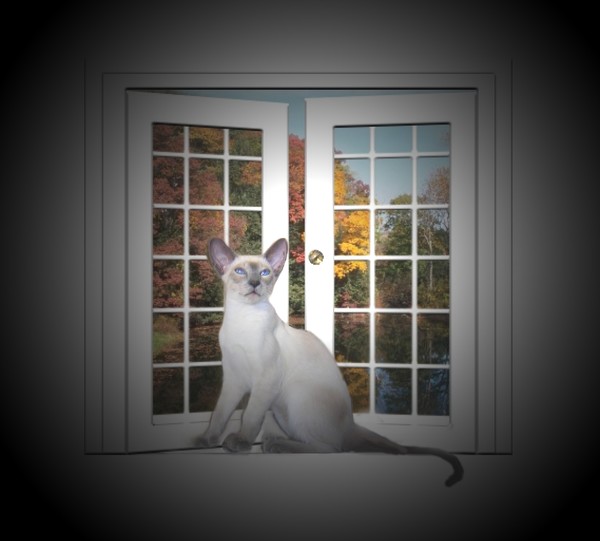 The Bay window