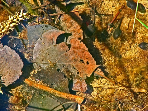 Tadpole 3 , not Koi fish