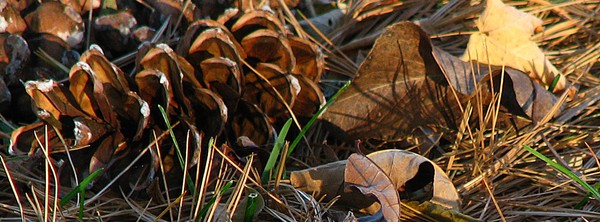Eastern White Pine Cones
