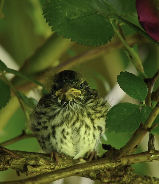 Young Chipping Sparrow