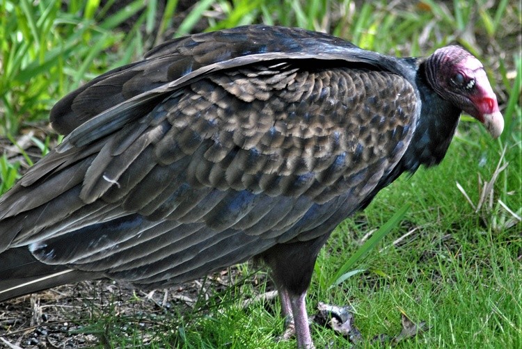 turkeyvulture3