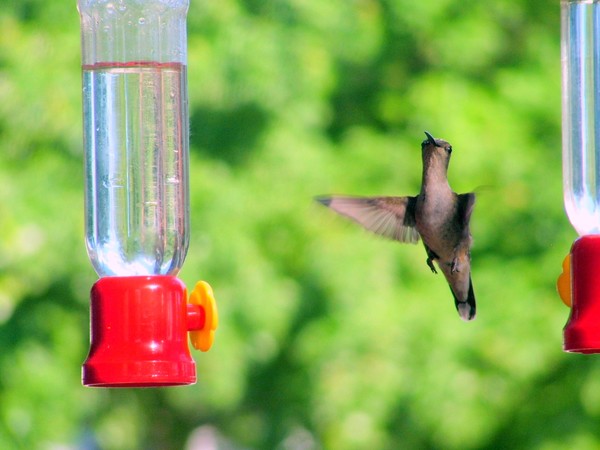 Female Ruby throated