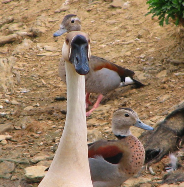 Duck Duck Goose