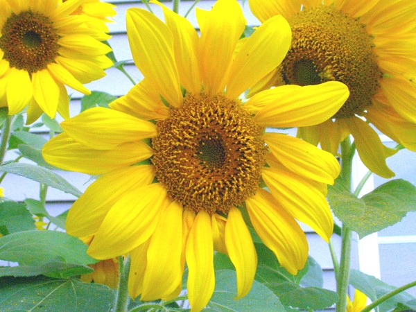 Sunflowers