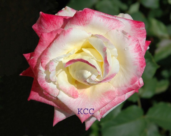 Call Me Another Name, ROSE 2