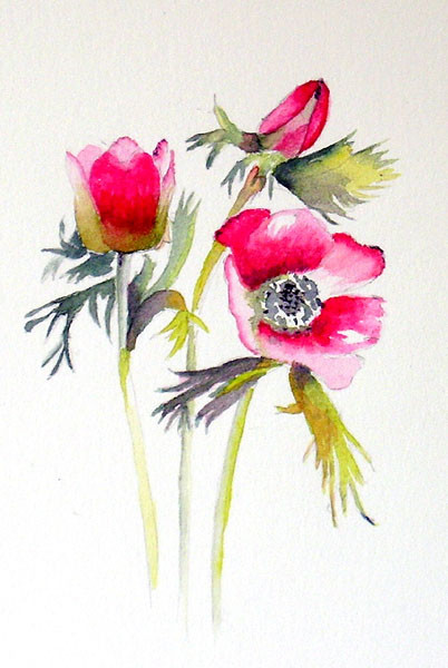 Anemone
