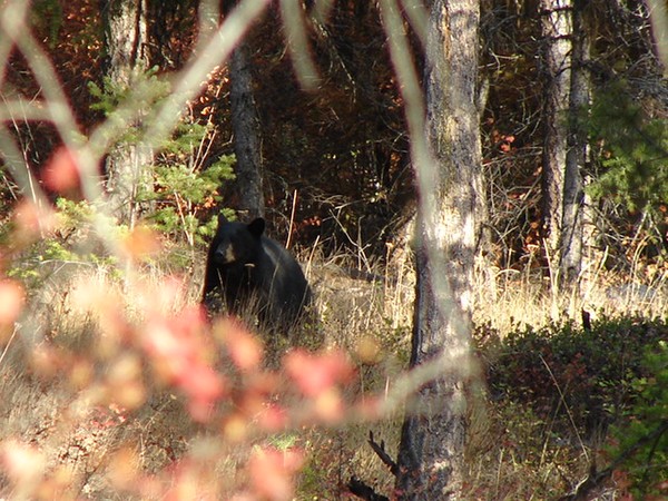 Bear With Me