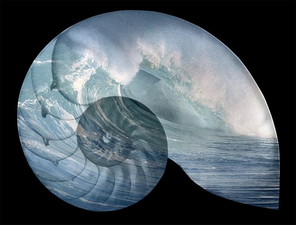 ocean in shell