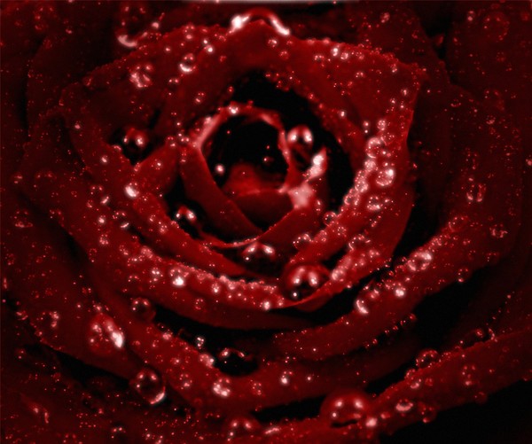 Red Rose