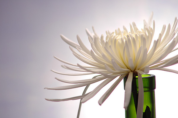 Bottled Flower