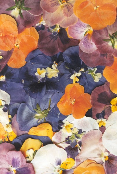 Potpourri