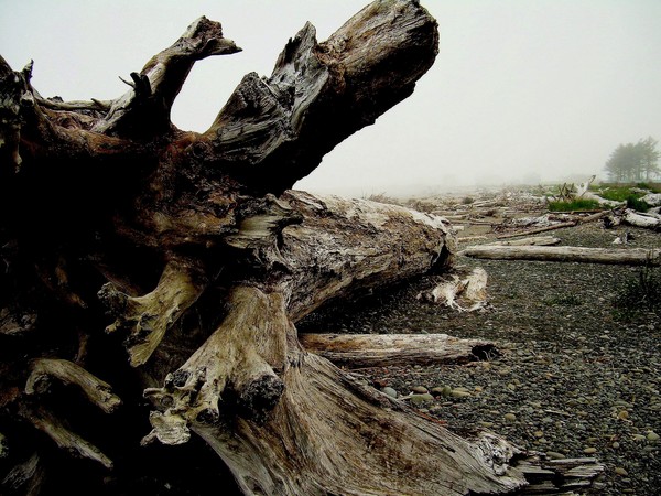 Driftwood