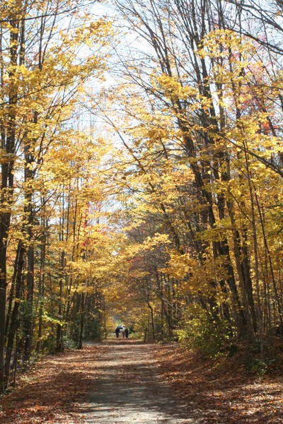 Forest Delights