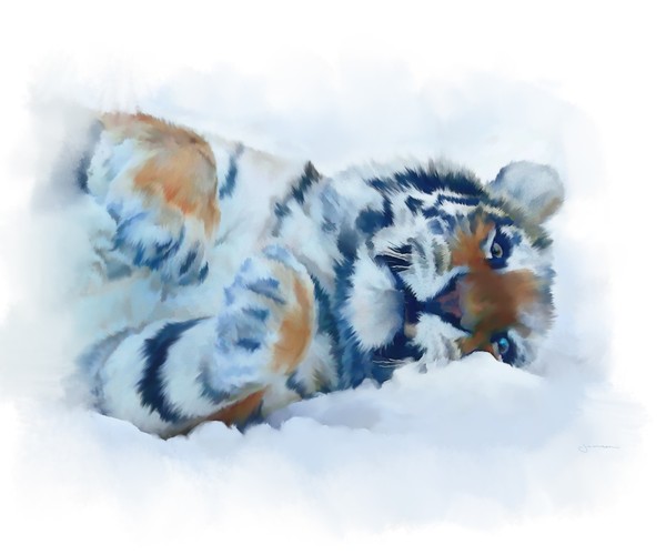 Tiger in Snow