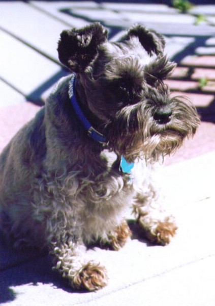 Dog 2