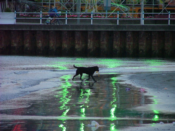 Reflections of the Fair