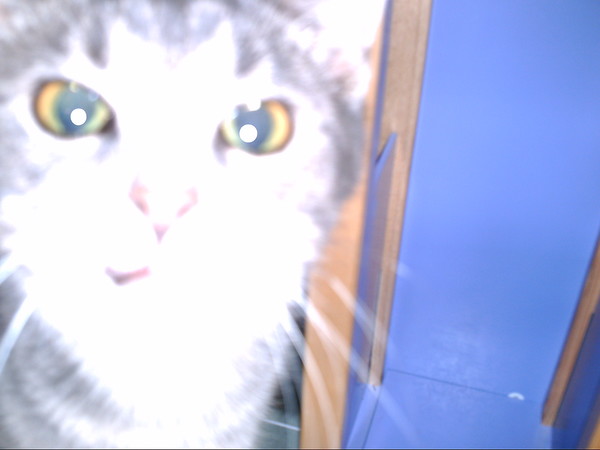kitten