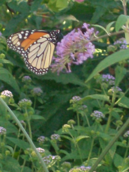 Monarch