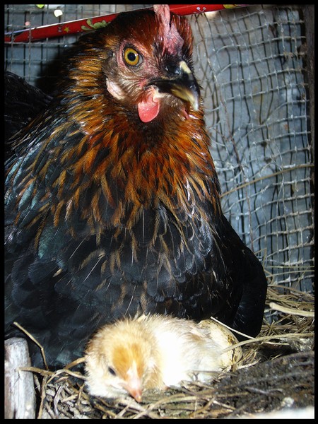 Mother's Protection
