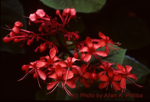 Pagoda Flowers of Hawaii