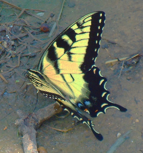 swallowtail Butterfly view 6