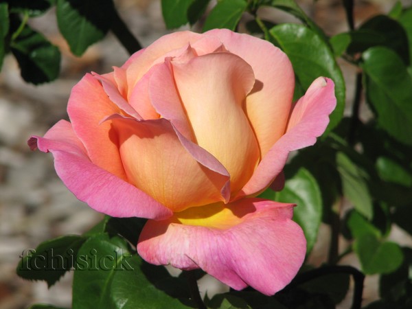 Rose_yellow-pink_