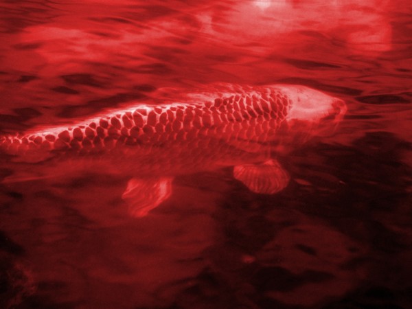 Red Koi