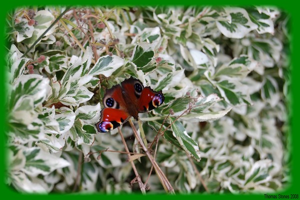 was taken on my garden hope you like it