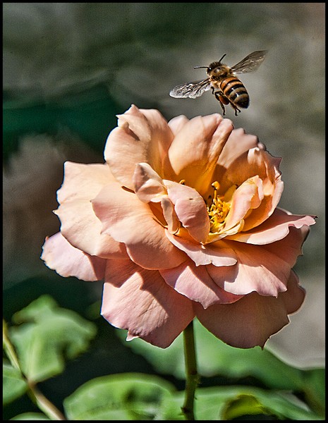 Bee Leave It