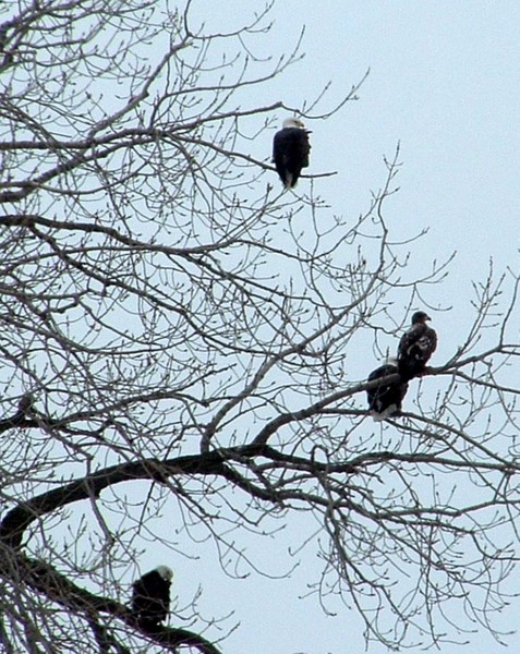 eagles b