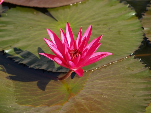 Water Lilly 