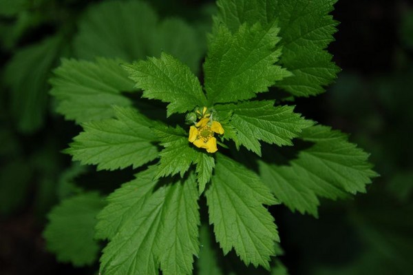 yellow flower