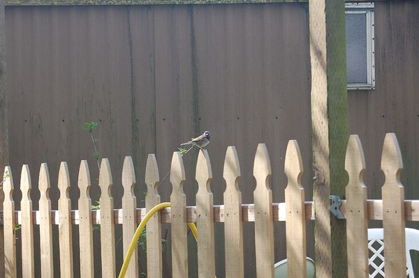 fence sitter 
