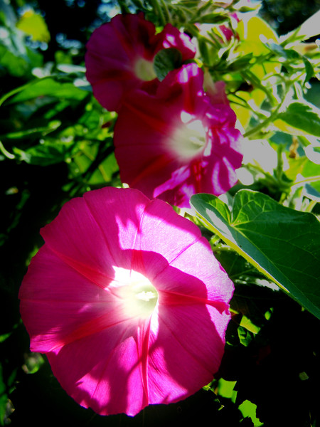 morning glory