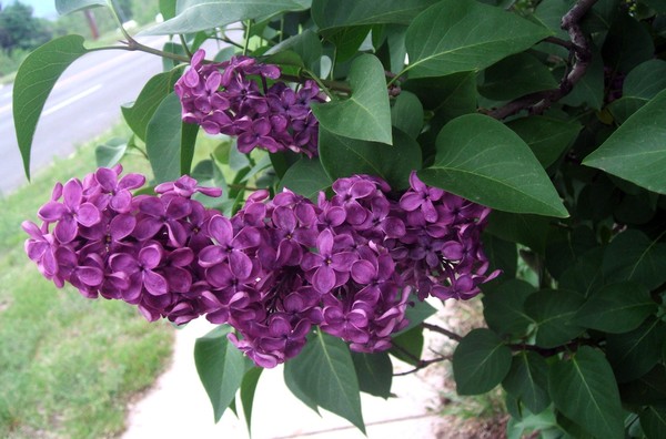 Lilac May 2007