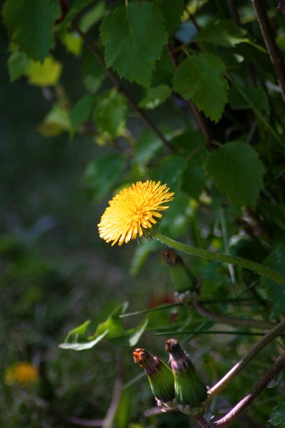Beautiful Weed
