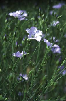 Flax flowers